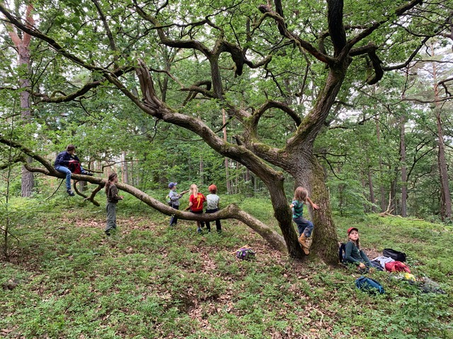 Kinder klettern auf Eichenbaum