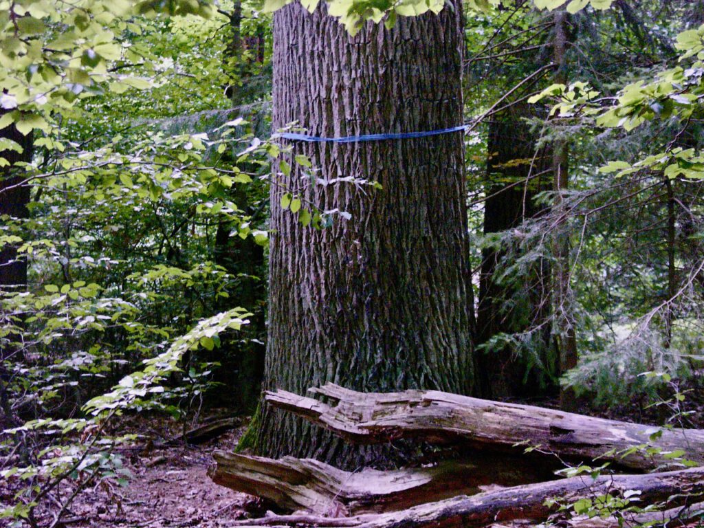 Traubeneiche in der Göhrde